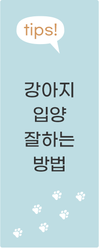 tips! 강아지 입양하는 방법